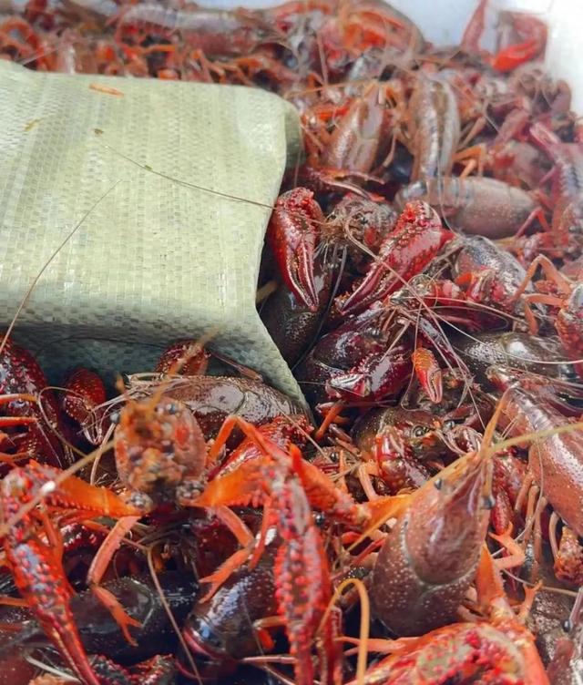 龍蝦批發(fā)行情,?? 龍蝦批發(fā)行情大揭秘 ??