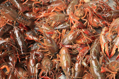 龍蝦批發(fā)行情,?? 龍蝦批發(fā)行情大揭秘 ??