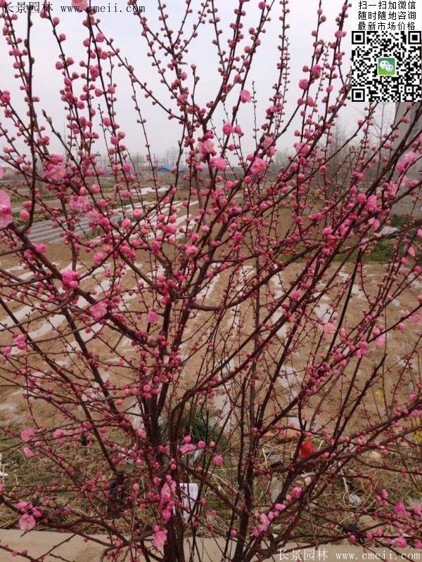 榆葉梅行情，機(jī)遇與挑戰(zhàn)并存，成就與自信并行之路