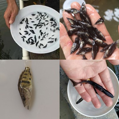 桂花魚(yú)苗價(jià)格分析，市場(chǎng)走勢(shì)、品種差異及影響因素探討