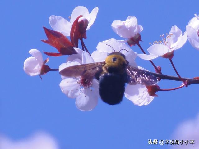 春暖花開杏吧最新地址揭秘，科技新品震撼發(fā)布！