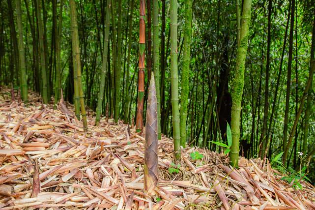 南川方竹論壇最新招聘,數(shù)字時代的文化浪潮與人才匯聚平臺