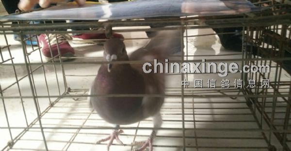 搜鴿網(wǎng)鄧文敏養(yǎng)鴿技能學習指南，適合初學者與進階用戶的步驟指南