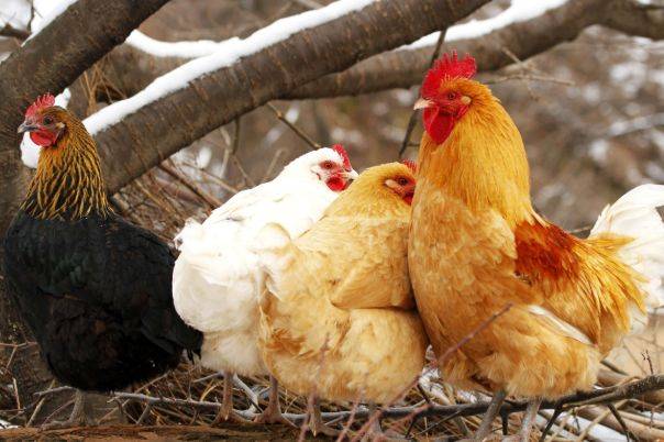 老雞友引領高科技重塑生活體驗的時代風潮