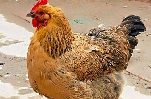 老雞友引領高科技重塑生活體驗的時代風潮