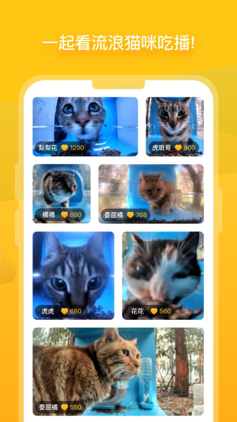 貓咪最新版本2025，探索小巷中的特色貓咪小店